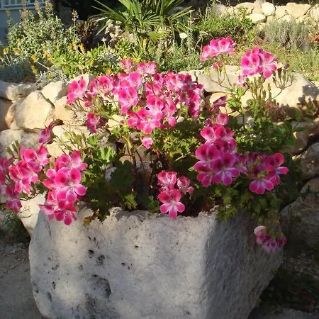 Ivana באסקה וודה